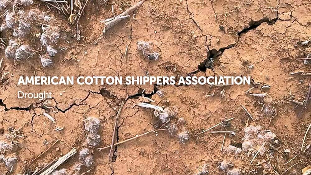 American Cotton Shippers Association-Drought